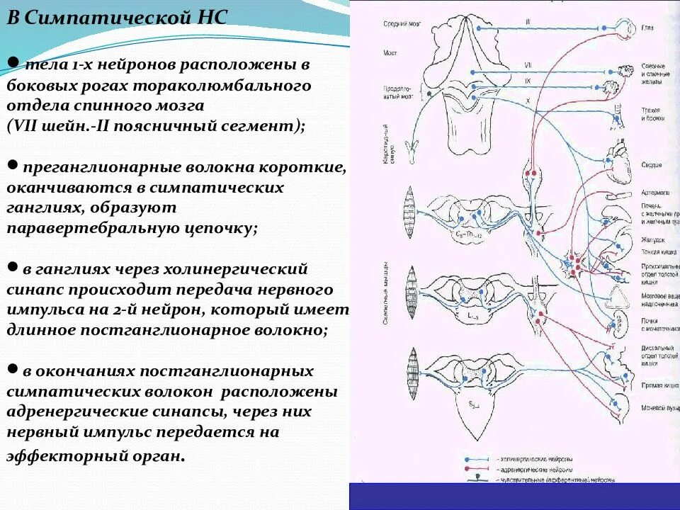 Иннервация и рефлексы. Вегетативная нервная система тела преганглионарных. Тела вторых нейронов симпатической части. Место расположения 1 нейронов симпатической отделе. Расположение первых нейронов симпатического отдела ВНС.