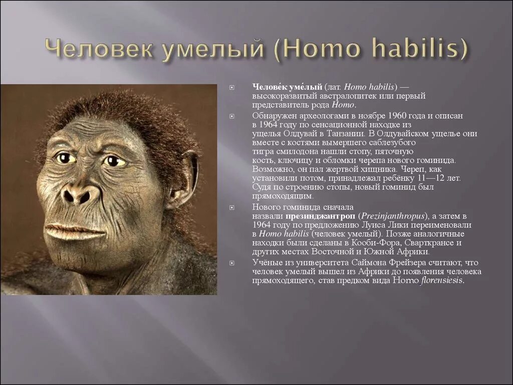 Хомо хабилис появился. Человек прямоходящий это австралопитек. Австралопитеки и homo habilis таблица. Хомо сапиенс австралопитек Эволюция. Вид человек прямоходящий