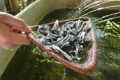 Живая форель для зарыбления