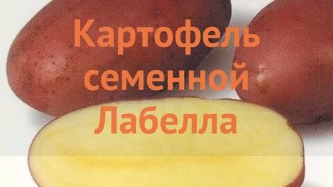 Сорт лабелла характеристика