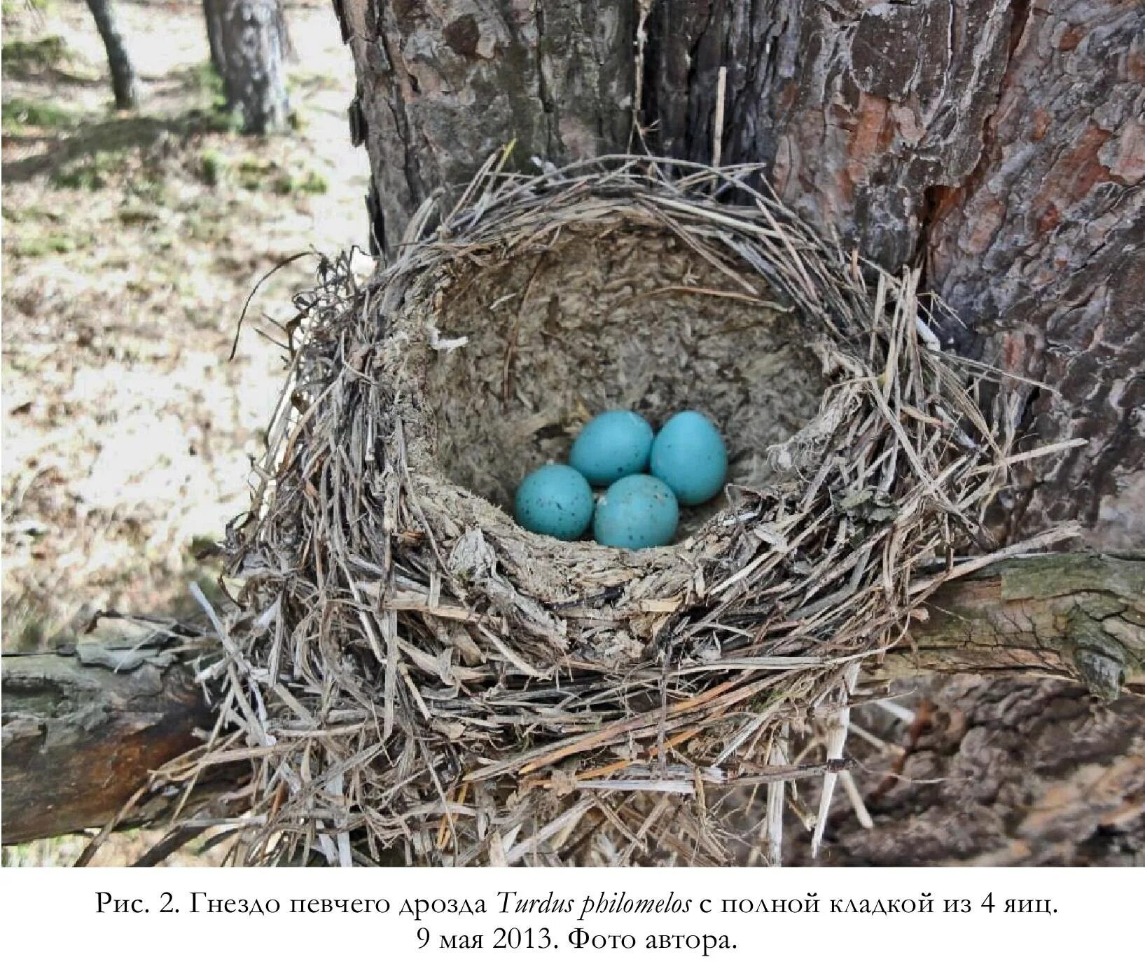 Яйца скворцов фото. Обыкновенная Каменка гнездо. Гнездо певчего дрозда. Гнездо дрозда певчего с яйцами. Яйца каменки обыкновенной.