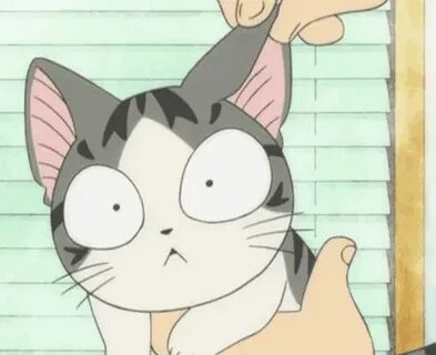 Chis cats