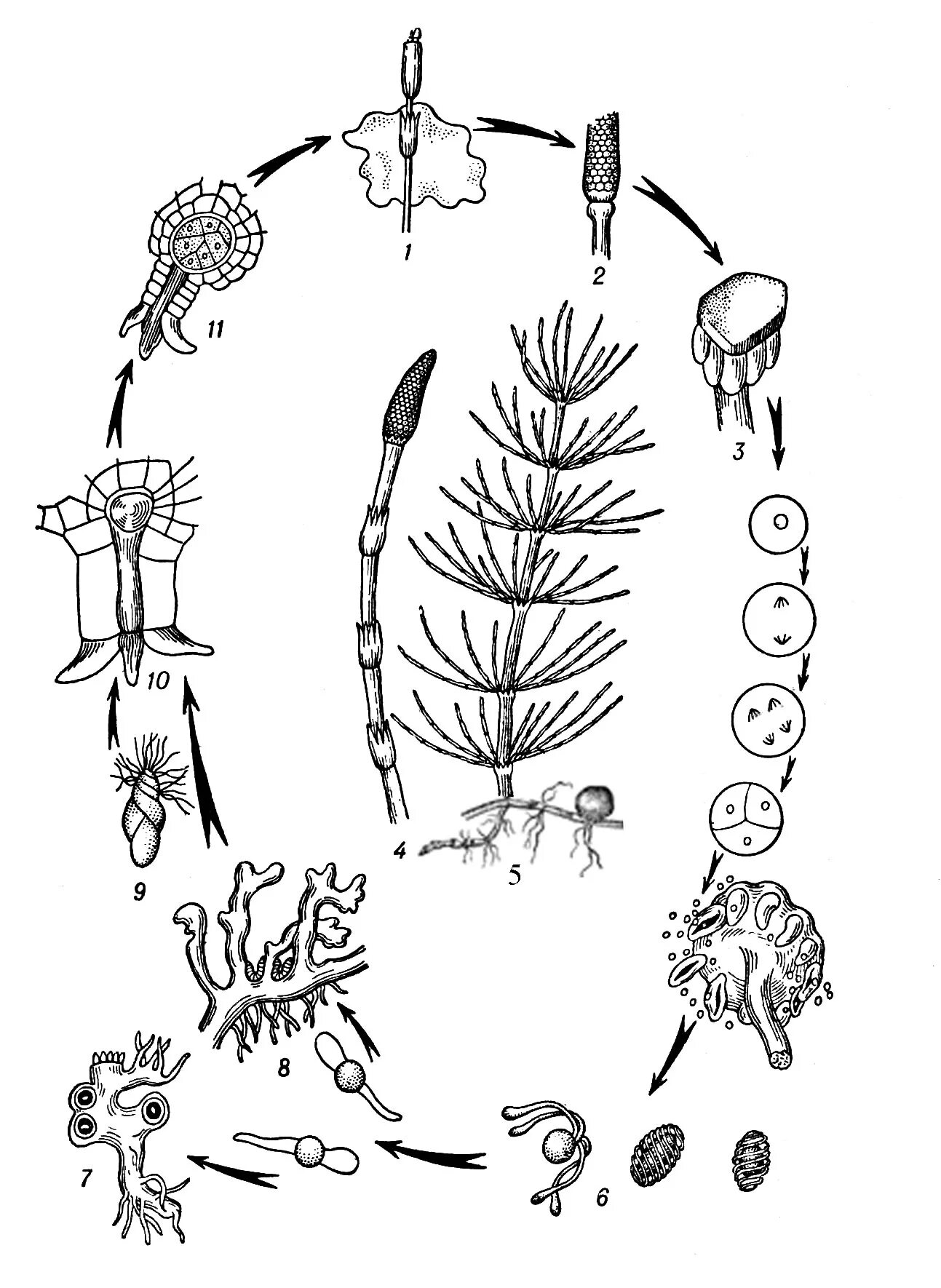 Хвощ спермий. Цикл развития хвоща полевого. Жизненный цикл хвоща полевого схема. Цикл размножения хвощей. Цикл развития хвоща без подписей.