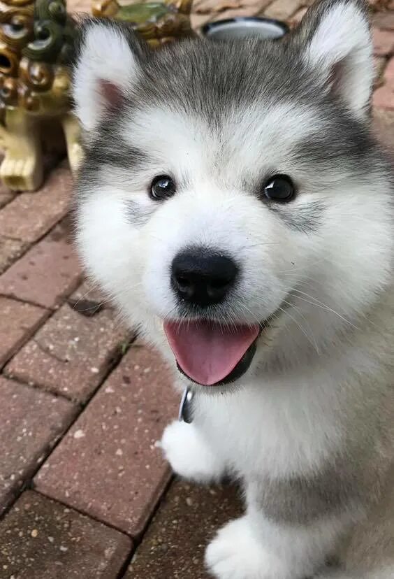 Хаски видео. Хаски хаски видео. а вы для лайка очень красивые. gohan the husky видео фото.
