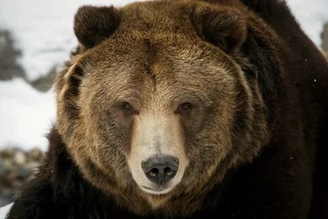 Grizzly