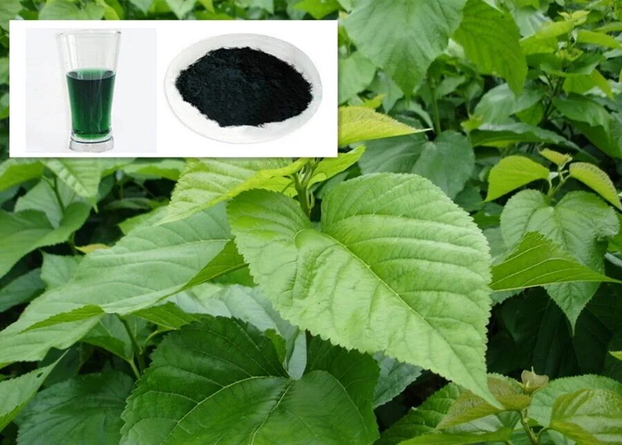 Зеленый цвет растениям придают. Хлорофилл натрия. Хлорофилл растение комнатное. Зеленое вещество в растениях. Хлорофилл формула химическая.