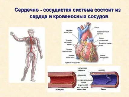 К какой системе относятся сосуды