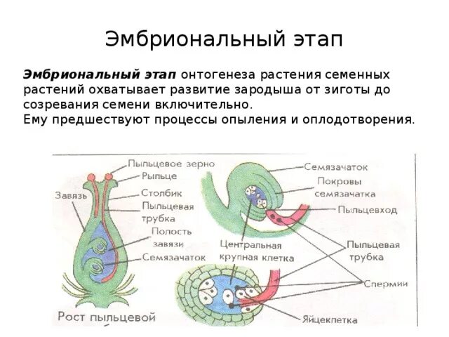 Онтогенез тест с ответами. Этапы онтогенеза растений фазы. Эмбриональный период развития растений. Эмбриональный этап онтогенеза растений. Эмбриональный этап развития цветковых растений.