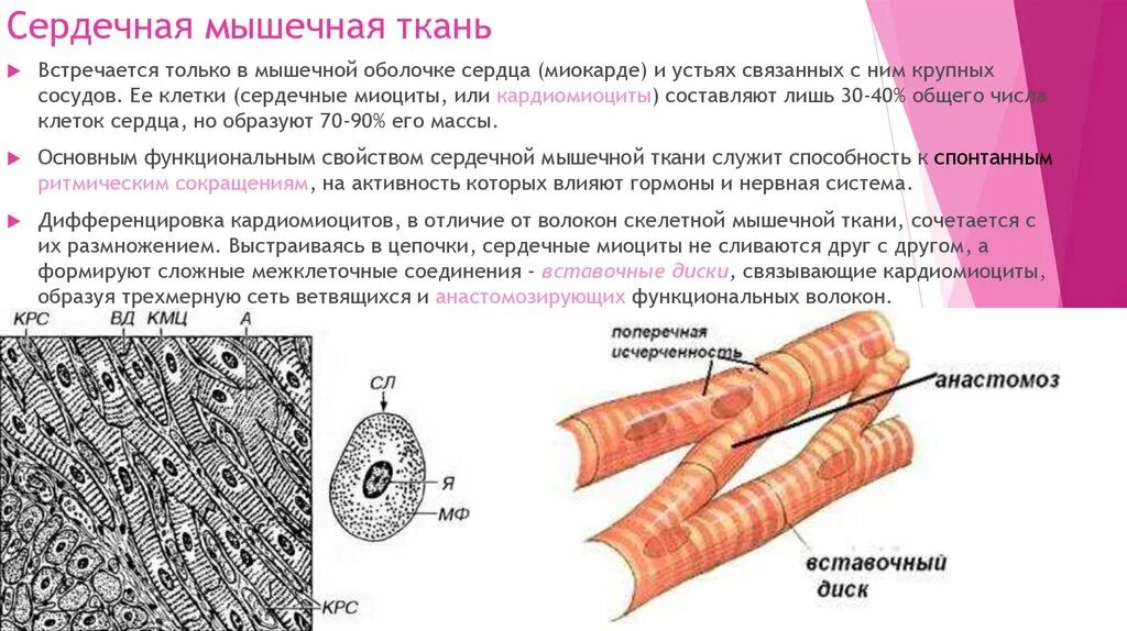 Каким уникальным свойством обладает мышечная ткань поясните