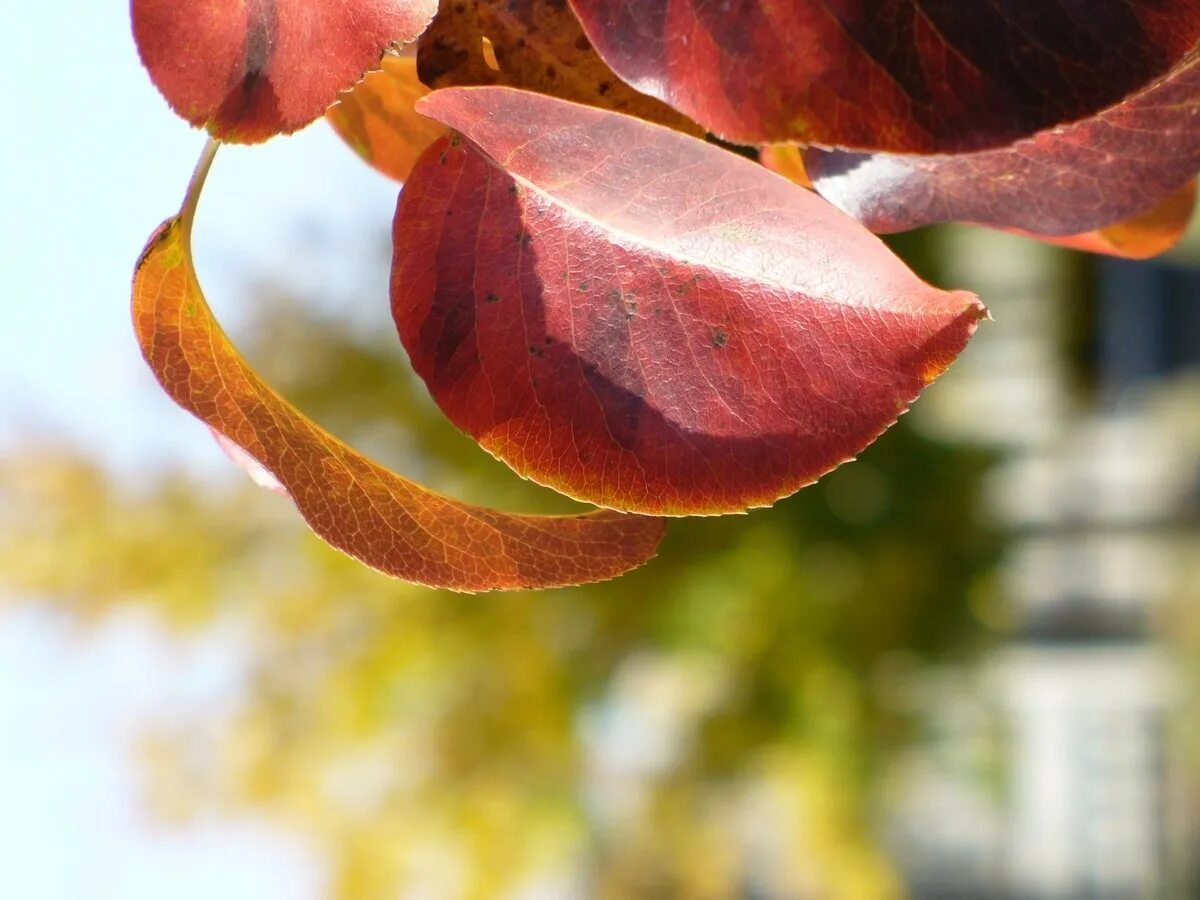 Почему краснеет дерево. Краснеют листья на груше. Листья груши. Груша с красными листьями. Листья груша красноватые.