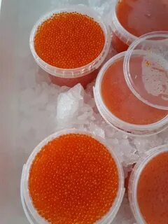 Форель на икру зимой
