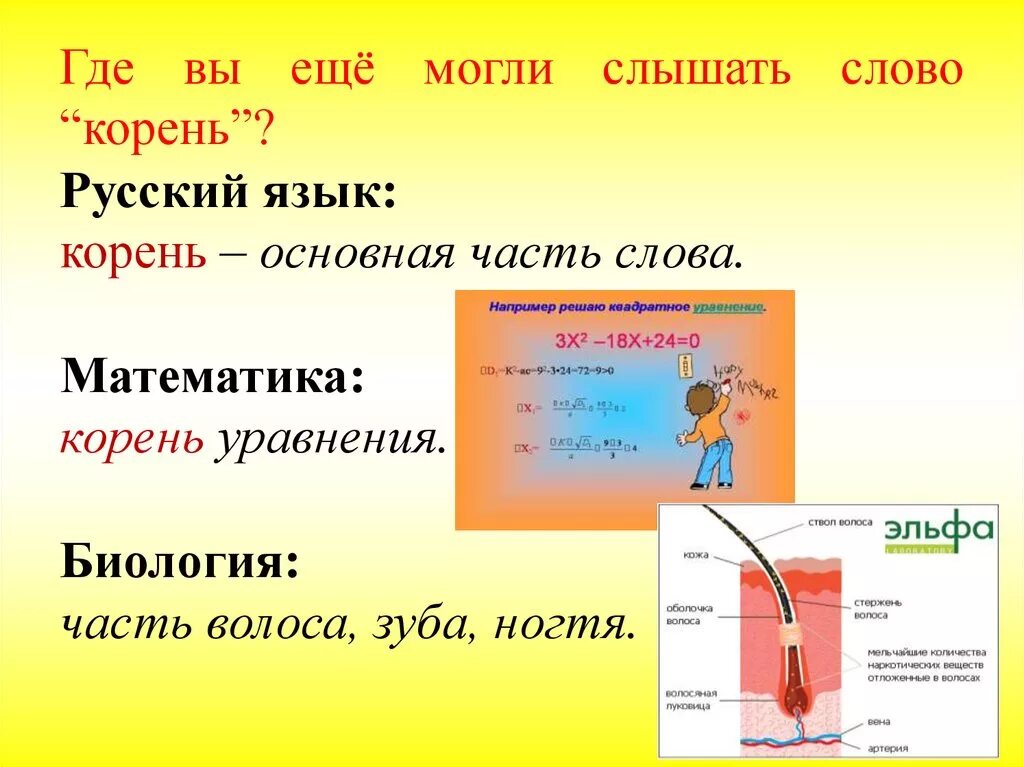 Корень в русском языке. Что такое корень в русском языке правило.