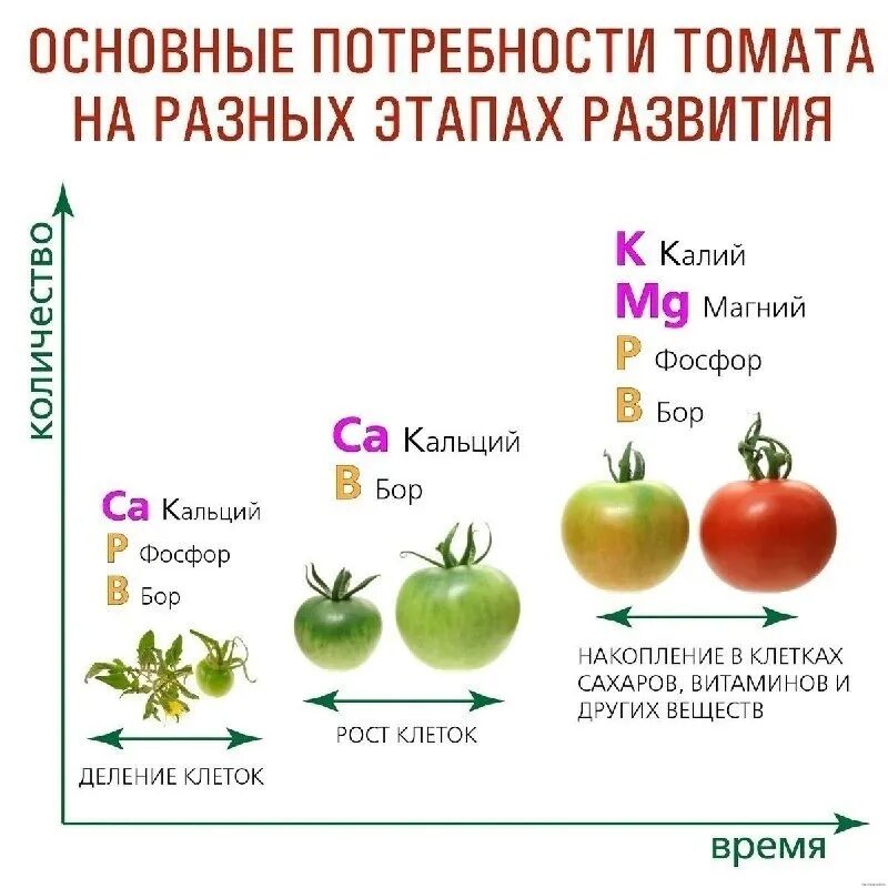 Фазы развития томатов. Схема питания томатов по фазам развития. схема удобрения томатов. таблица подкормки томатов. подкормка томатов таблица удобрения.