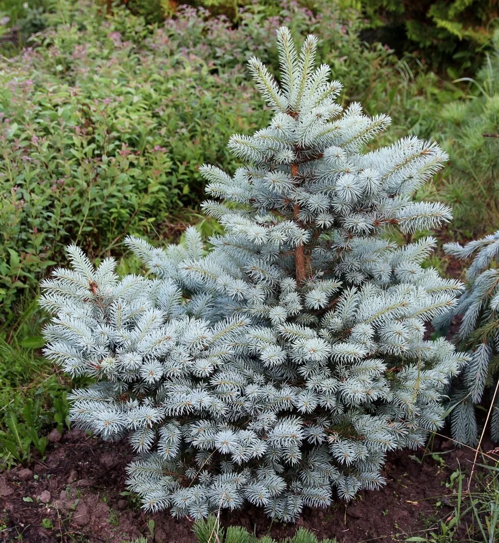 Picea obovata 'ushaika' кристалл. Ель пигмея. Ель энгельмана снейк. Picea glauca waldbrunn. Ель обыкновенная pygmaea.