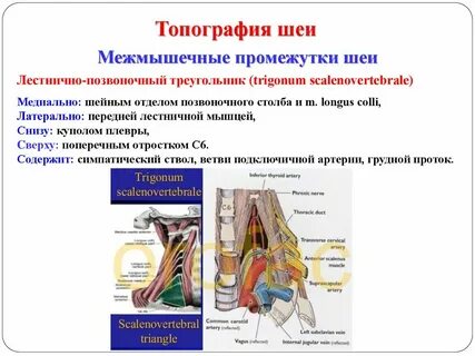 Границы межлестничного промежутка