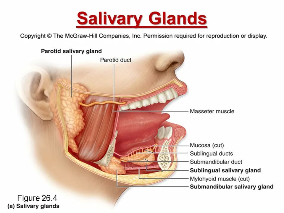 Ротовая полость анатомия слюнные железы. Подчелюстная слюнная железа. Подъязычная слюнная железа. Воспаление подъязычной слюнной железы.