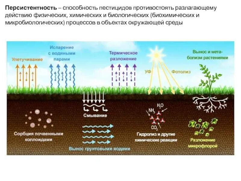 Плодородие зависит от содержания. Микробиологические процессы в почве. Влияние пестицидов на окружающую среду схема. Пестициды в почве. Растения в почве.