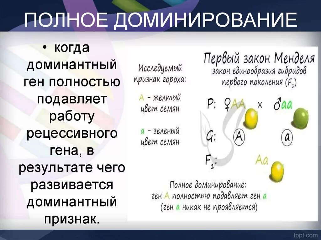 Закон полного доминирования. Заклн подного домининирования. Примеры полного доминированик. Задачи на полное доминирование. Как понять доминирование