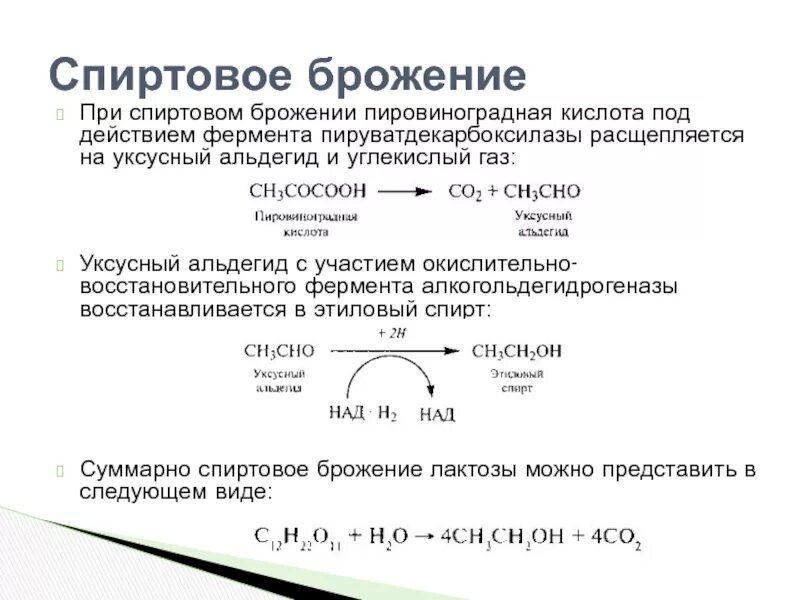 ПВК пировиноградная кислота. Брожение Глюкозы до пировиноградной кислоты. Спиртовое брожение. Спиртовое брожение ПВК. К брожению способны