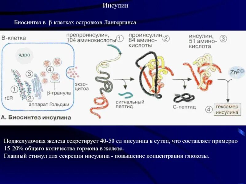 Создание искусственно синтезированного инсулина. Этапы синтеза инсулина. механизм образования инсулина. строение и синтез инсулина. строение синтез и секреция инсулина.