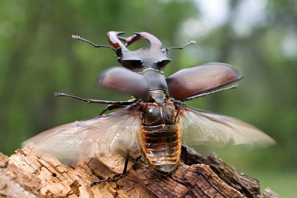 Настоящая жизнь жука. Жук олень Рогач. Жук-олень (Lucanus Cervus). Майский Жук Рогач. Жук Рогач Крылья.