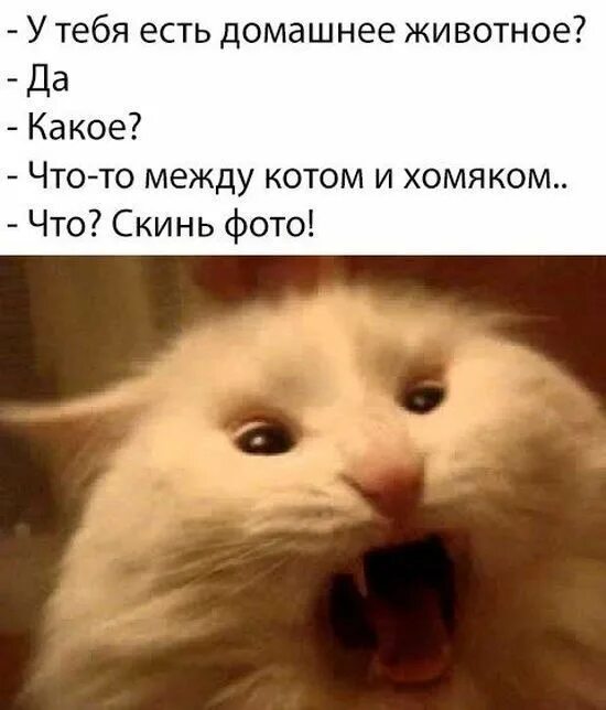 Мемасики Веселые мемы, Мемы, Шутки