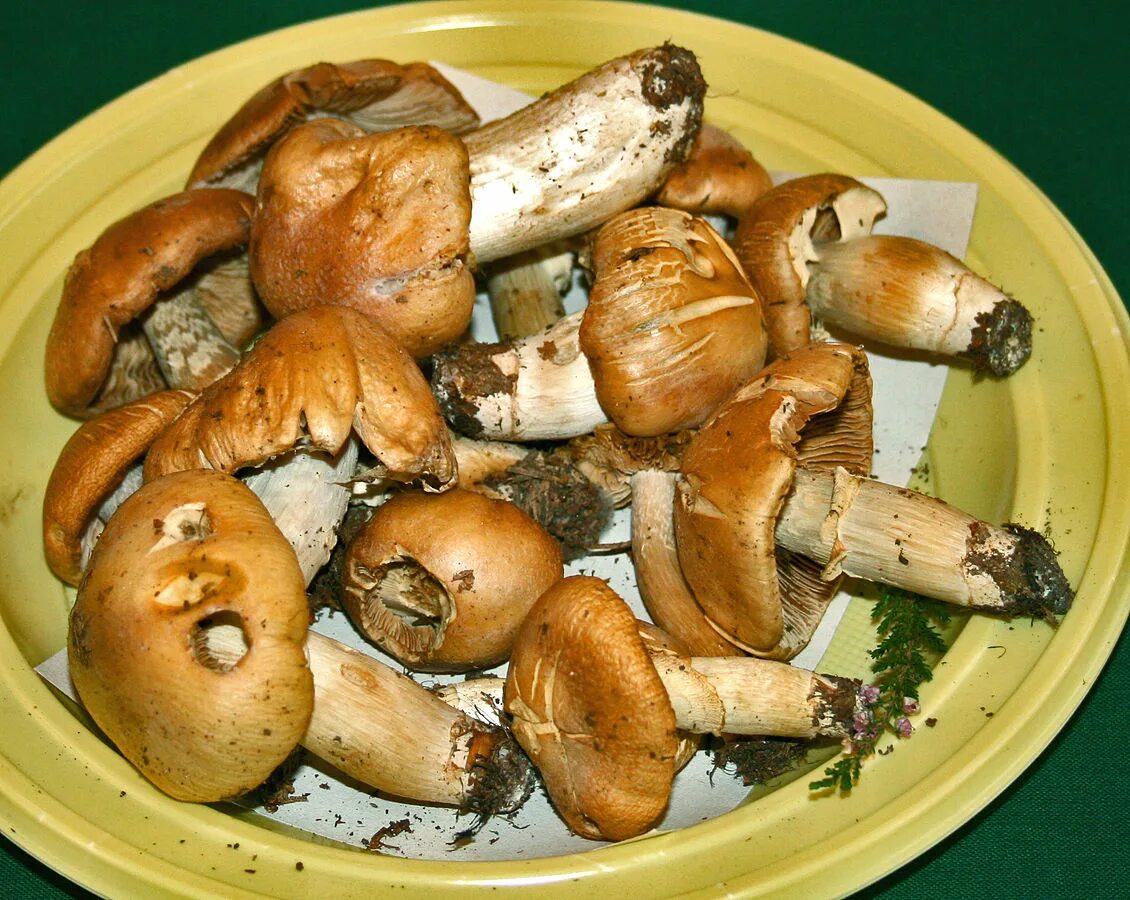 Грибы Петушки и курочки. Колпак кольчатый Cortinarius caperatus. Грибы курочки и гусочки. Колпак кольчатый (Rozites caperatus).