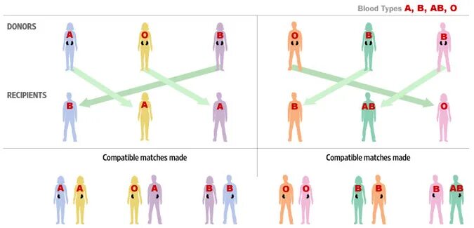 Human matching. Группы крови доноры и реципиенты. Анализатор на группы крови. Слияние групп крови. Blood Types for donor.