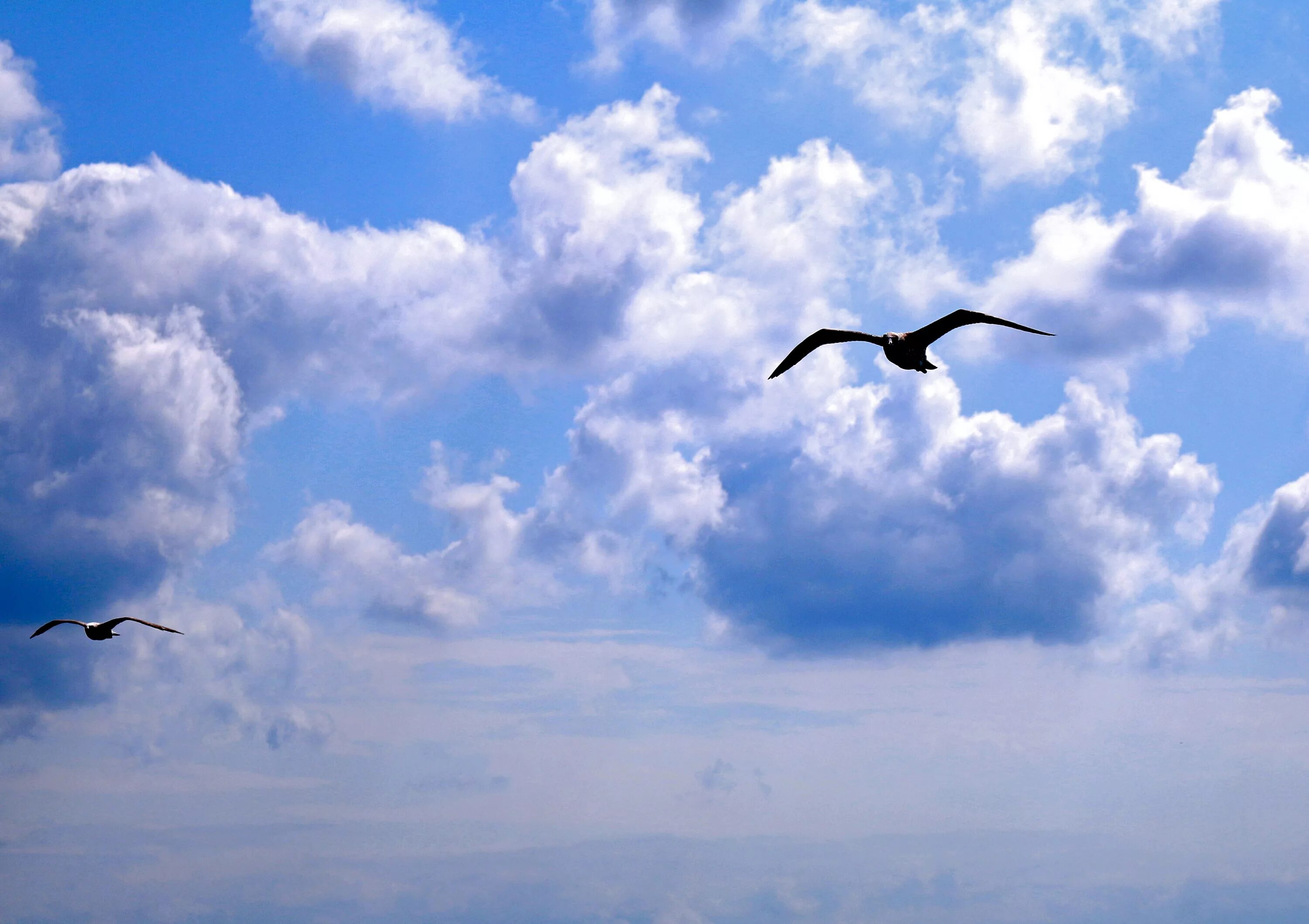 Синяя птица облака. Птицы в небе. Полет птицы. Птица парит в небе. Птицы летают в небе.