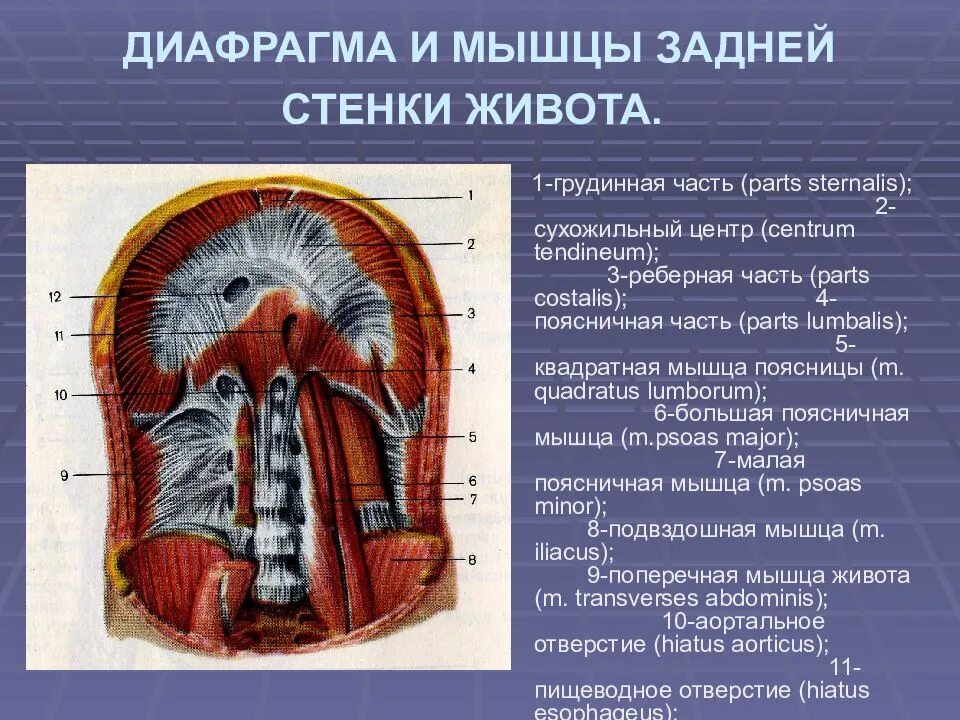 Диафрагма и мышцы задней стенки живота. Мышцы задней стенки живота анатомия. Диафрагма вид снизу со стороны брюшной полости. Диафрагма анатомия мышцы. Деление снизу