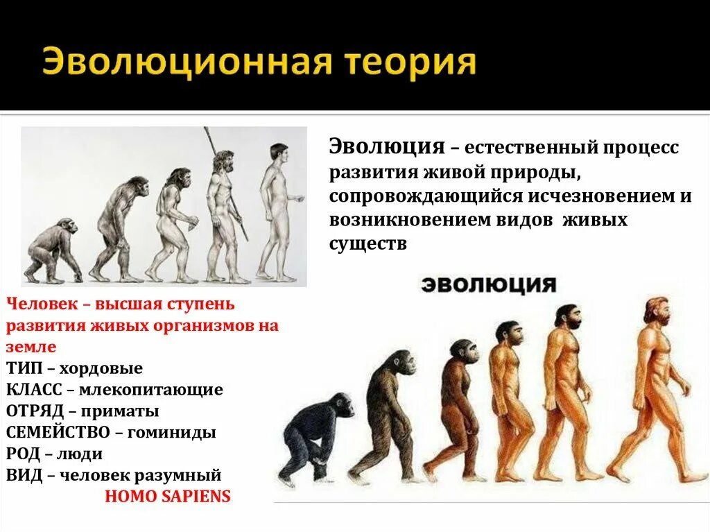 Эволюционное происхождение человека презентация. Теория эволюции. Эволюционная теория. Эволюционная теория происхождения человека. Эволюционная концепция возникновения человека.