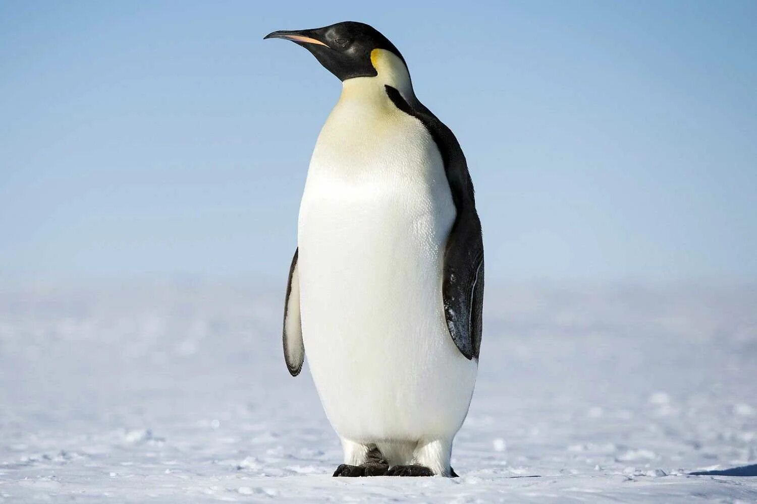 Penguin bird. Penguin bird