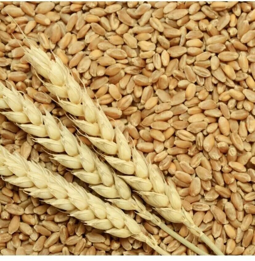 Ячмень 1 кг. Ячмень фураж. Пшеница зерно. Фуражное зерно пшеницы. Ячмень и пшеница.