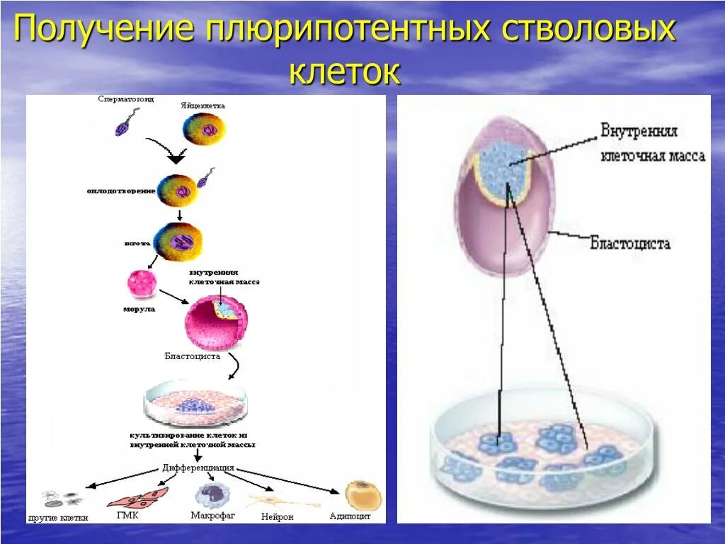 Строение стволовых клеток. Самообновление стволовых клеток. Дифференцировка стволовых клеток. Плюрипотентных гемопоэтических стволовых клеток.