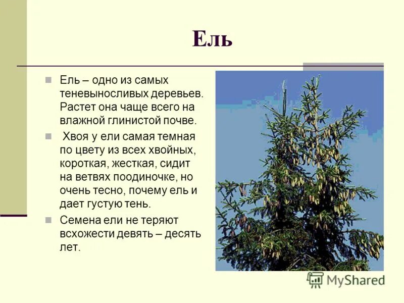 доклад про ель. лиственница природная зона. ель любит влажную почву. сосна описание. ель любит влажную почву.