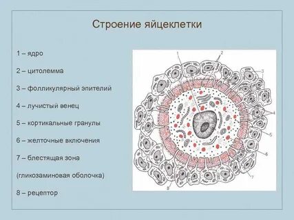 Желточная оболочка яйцеклетки