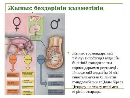 Пискадан сперматозоидтар ағып жатқан видеоны қараңыз
