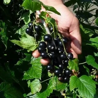 Смородина селеченская отзывы