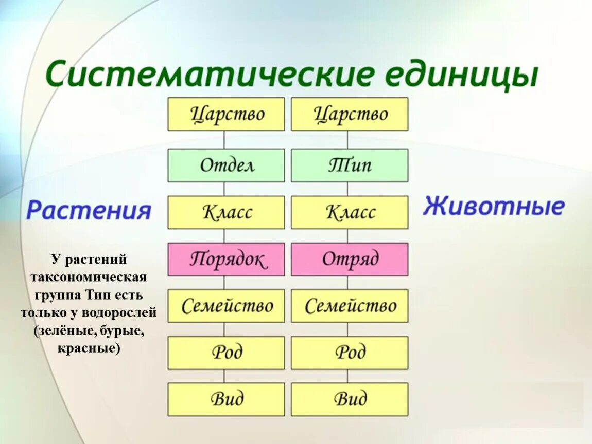 Систематическая категория животных начиная с наименьшей