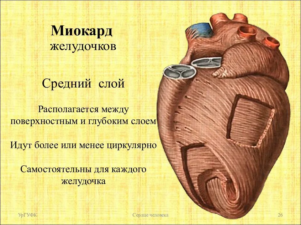 Первый в мире искусственный желудочек для сердца. Миокард желудочка сердца. слои миокарда желудочков. миокард желудочков состоит из. средний слой миокарда желудочков.