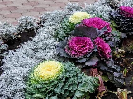 Можно ли есть декоративную капусту