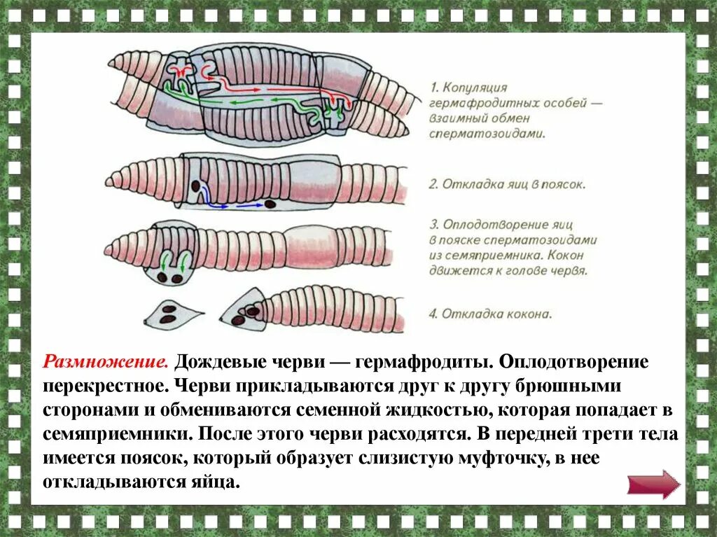 Развитие с метаморфозом дождевой червь. Перекрестное оплодотворение у червей. Размножение кольчатых червей. Перекрестное оплодотворение дождевого червя. Размножение дождевого червя.