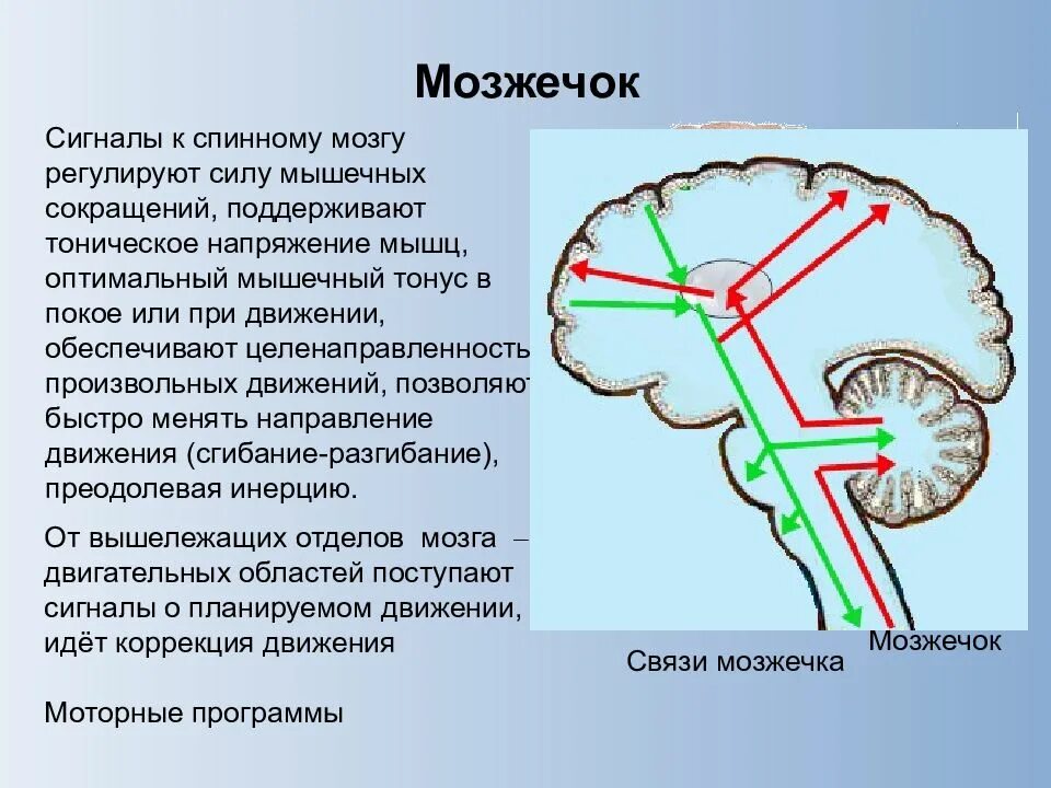 В мозжечке находится центр