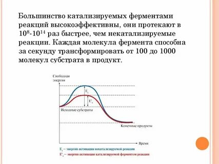 Изучите график зависимости выработки фермента лактазы