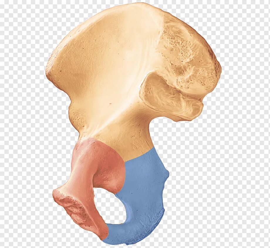 Седалищная кость анатомия. Седалищная и подвздошная кость. Ость подвздошной кости. Ость седалищной кости.
