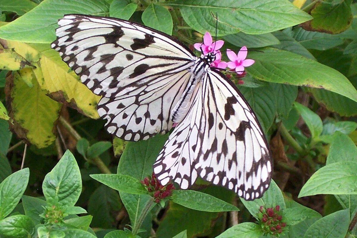 Как называется где бабочки. Серицин Монтела. Красивые бабочки. Разновидности бабочек.