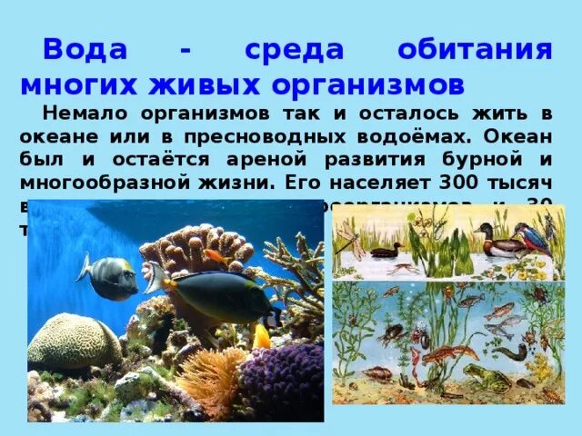 Определите среду обитания водных