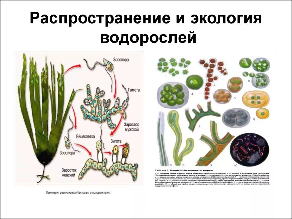 Распространение водорослей. Экологические группы водорослей. Экология водорослей. Экологические группы сине-зеленых водорослей.