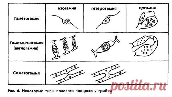 Автогамия это процесс при котором. Соматогамия. Хологамия изогамия гетерогамия оогамия. Формы полового размножения водорослей. Соматогамия это в биологии.