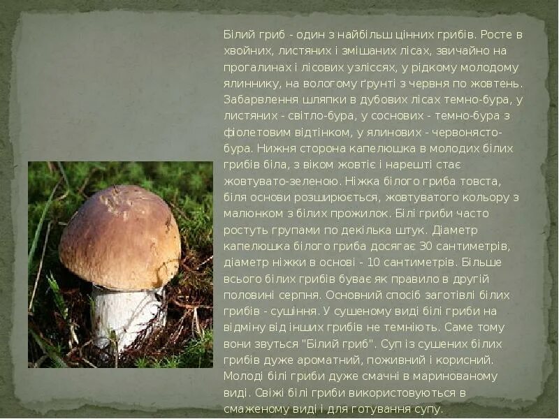 Сообщение о белом грибе. Сообщение о белом грибе